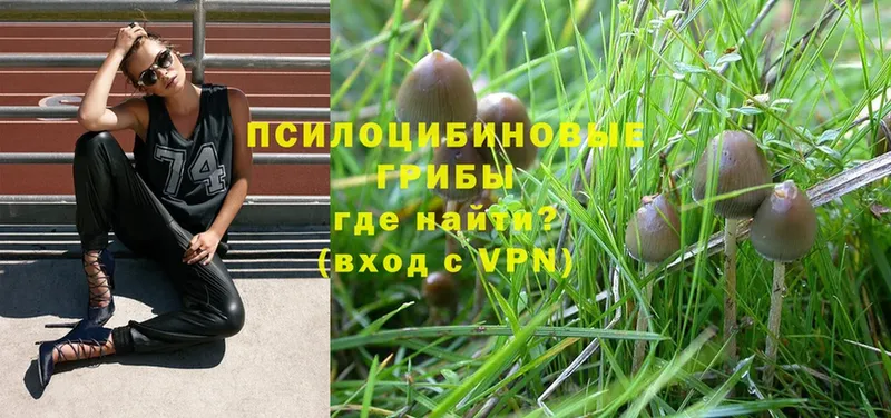 Псилоцибиновые грибы Psilocybe Порхов